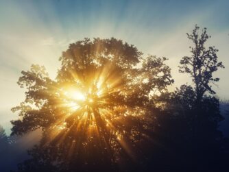 Sun rays shining through a tree. Marianne talks about living well and dying well as a guest