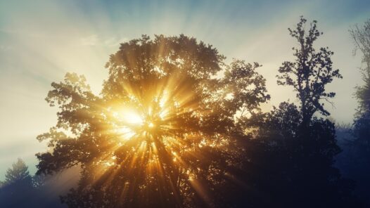 Sun rays shining through a tree. Marianne talks about living well and dying well as a guest