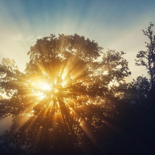 Sun rays shining through a tree. Marianne talks about living well and dying well as a guest