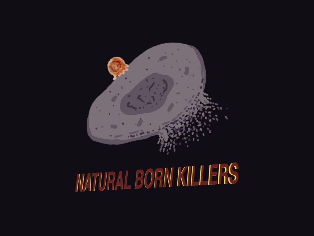 A killer T cell causing apoptosis on a cancer cell, with the words Natural Born Killers. Learn about cancer immunotherapy in this episode.