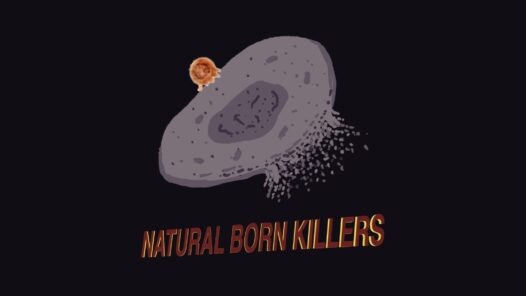A killer T cell causing apoptosis on a cancer cell, with the words Natural Born Killers. Learn about cancer immunotherapy in this episode.