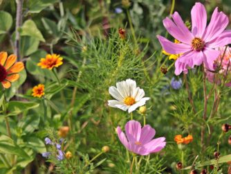 Wildflowers in a meadow