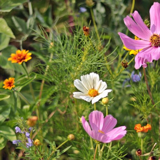 Wildflowers in a meadow