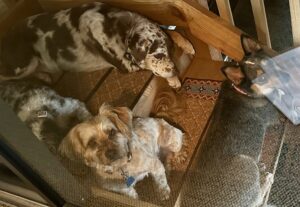 Milly, Luna, Dunkin and Dixie just outside the recording room waiting for Marianne to finish.