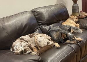 Luna, Dixie and Dunkin waiting for Marianne to finish recording