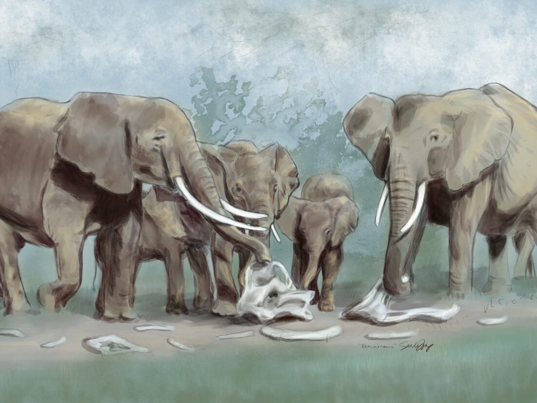 A herd of elephants pauses to explore the bones of another elephant. They appear to be solemn, as we discuss this phenomenon. The piece is titled "Remembrance"