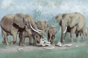 A herd of elephants pauses to explore the bones of another elephant. They appear to be solemn, as we discuss this phenomenon. The piece is titled "Remembrance"
