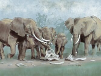 A herd of elephants pauses to explore the bones of another elephant. They appear to be solemn, as we discuss this phenomenon. The piece is titled "Remembrance"