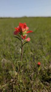 A brilliant red Indian paintbrush wildflower against the backdrop of a wide open meadow. We talk about grounding and mindfulness in this blog: https://tinyurl.com/GroundingLibrary