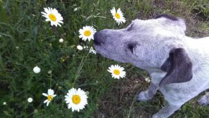 A small dog smelling daises beside a walkway