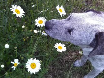 A small dog smelling daises beside a walkway