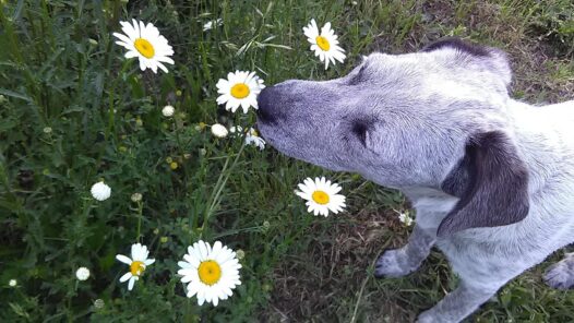 A small dog smelling daises beside a walkway