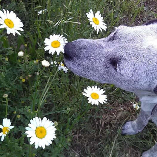 A small dog smelling daises beside a walkway