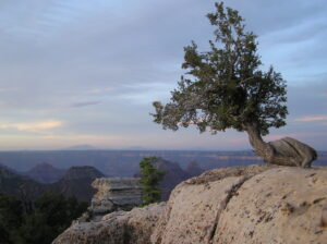 A Utah Juniper on the edge of the Grand Canyon, misshapen by the environment and its struggles, but it stands proud.