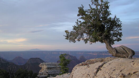 A Utah Juniper on the edge of the Grand Canyon, misshapen by the environment and its struggles, but it stands proud.