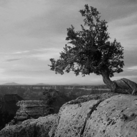 A tree twisted and gnarled by its struggles survives on the edge of a cliff, standing proud as the sun rises. This is a metaphor for cancer survivors who live with cancer for many years, making it a chronic disease. https://every1dies.org Photo by Sandi Troup