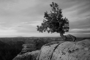 A tree twisted and gnarled by its struggles survives on the edge of a cliff, standing proud as the sun rises. This is a metaphor for cancer survivors who live with cancer for many years, making it a chronic disease. https://every1dies.org Photo by Sandi Troup