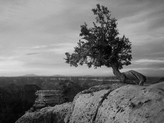 A tree twisted and gnarled by its struggles survives on the edge of a cliff, standing proud as the sun rises. This is a metaphor for cancer survivors who live with cancer for many years, making it a chronic disease. https://every1dies.org Photo by Sandi Troup