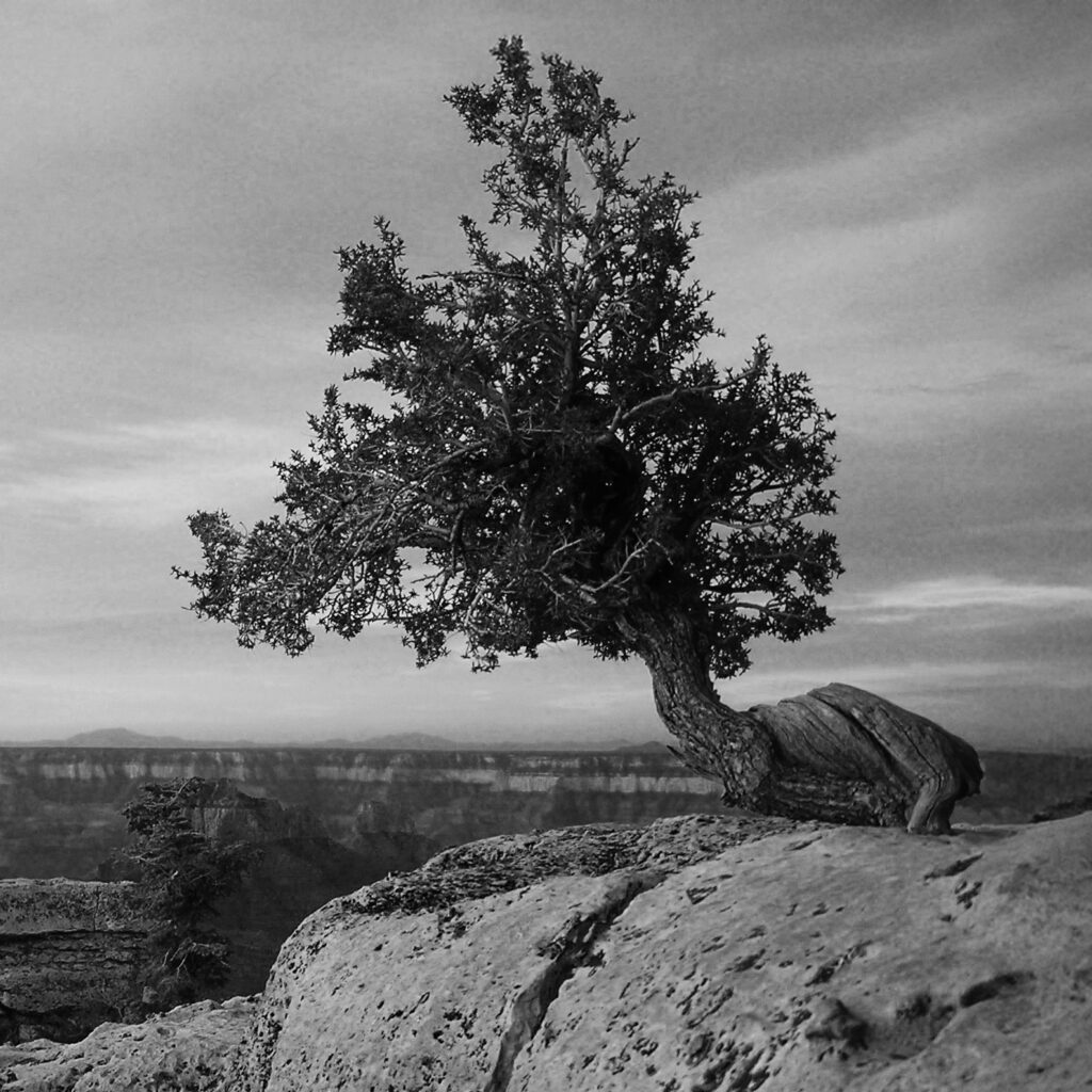 A Utah Juniper on the edge of the Grand Canyon, misshapen by the environment and its struggles, but it stands proud.