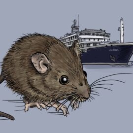 A line art and simply-colored long-tailed pygmy rice rat, the primary reservoir for the Andes strain hantavirus. The MV Hondius is in the background - the cruise ship that had the misfortune of an outbreak of the hantavirus with rare person-to-person spread, resulting in 3 deaths.