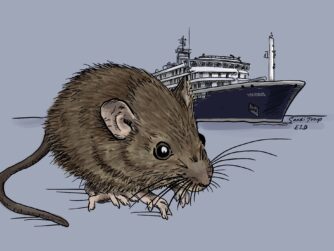 A line art and simply-colored long-tailed pygmy rice rat, the primary reservoir for the Andes strain hantavirus. The MV Hondius is in the background - the cruise ship that had the misfortune of an outbreak of the hantavirus with rare person-to-person spread, resulting in 3 deaths.