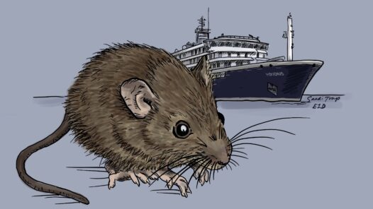 A line art and simply-colored long-tailed pygmy rice rat, the primary reservoir for the Andes strain hantavirus. The MV Hondius is in the background - the cruise ship that had the misfortune of an outbreak of the hantavirus with rare person-to-person spread, resulting in 3 deaths.