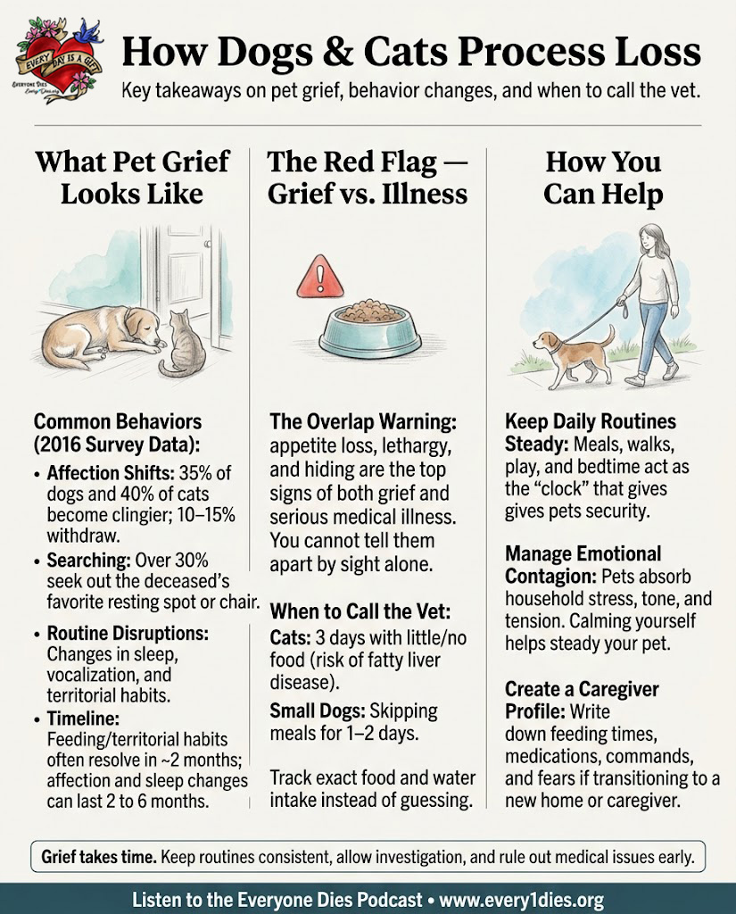 An infographic titled "how dogs and cats process loss." It describes what pet grief looks like, red flags with appetite loss and lethargy, and how you can help with daily routines and managing emotional overflow