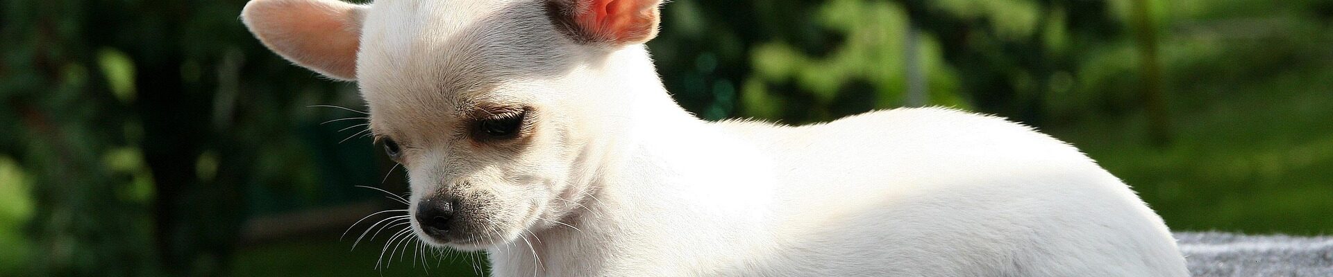 A chihuahua looking down like it is sad. We talk about pet grief and how to help in S7E26 every1dies.org