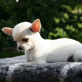 A chihuahua looking down like it is sad. We talk about pet grief and how to help in S7E26 every1dies.org