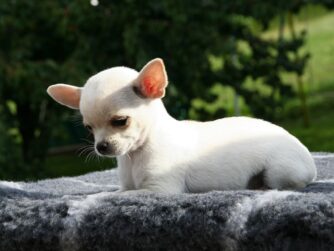 A chihuahua looking down like it is sad. We talk about pet grief and how to help in S7E26 every1dies.org